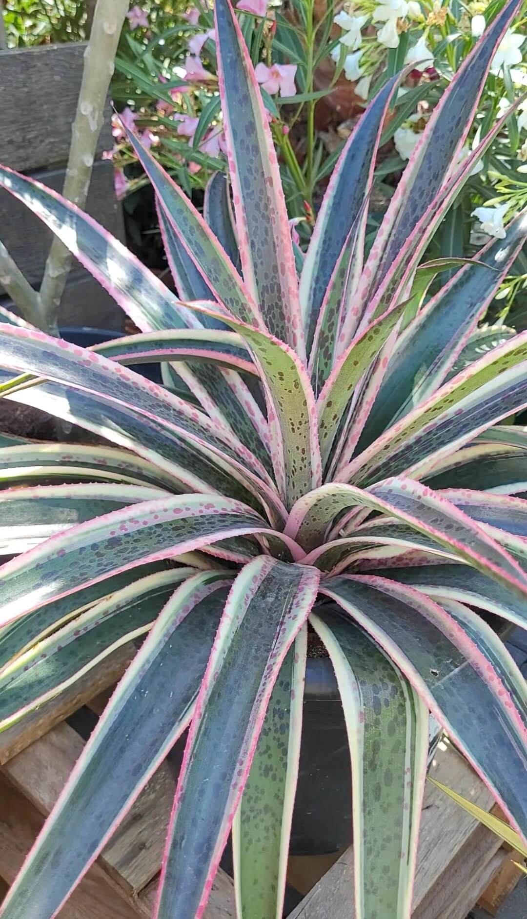 Mangave Snow Leopard